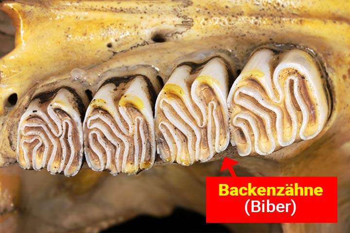 Backen- oder Mahlzähne zermahlen pflanzliche Nahrung
