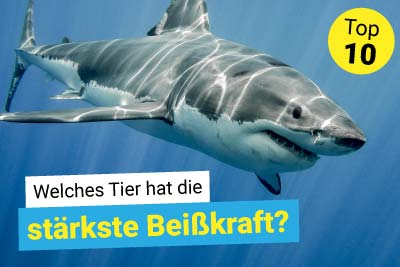 Welches Tier hat die stärkste Beißkraft?