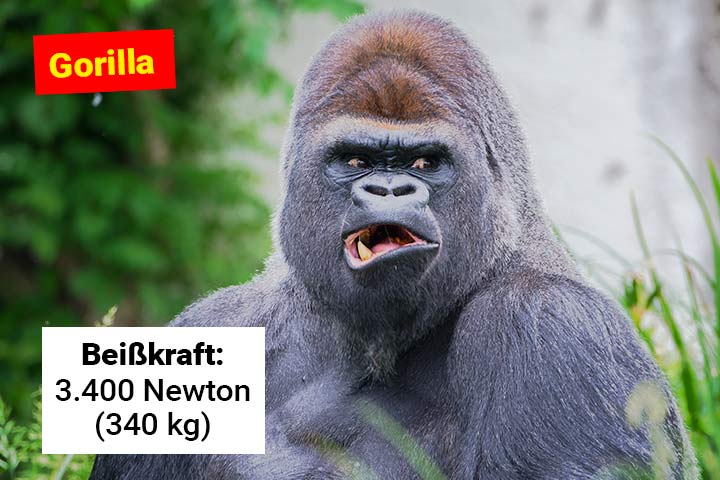 Gorilla