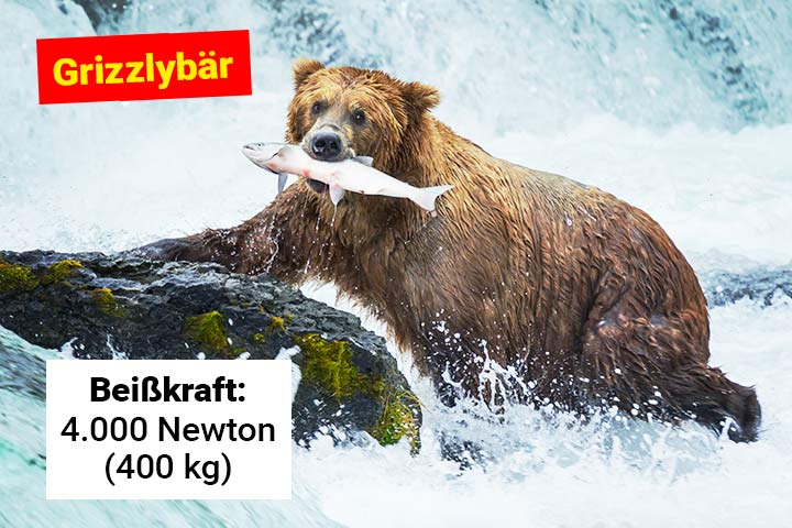 Grizzlybär