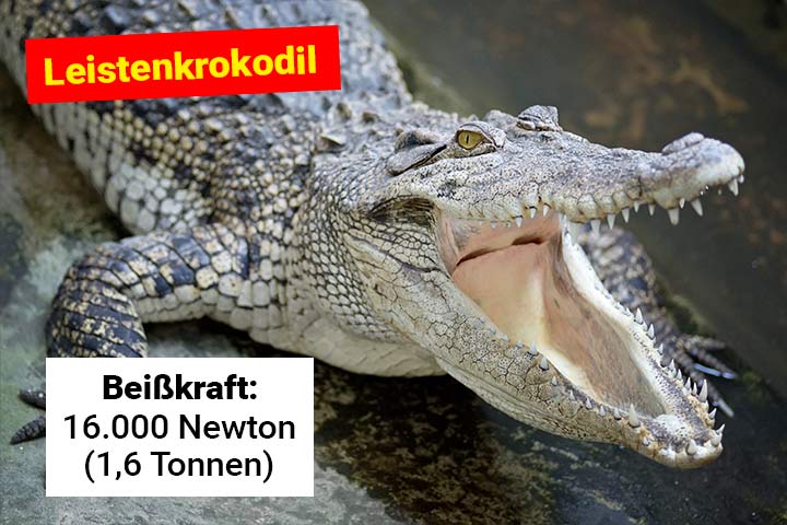 Leistenkrokodil