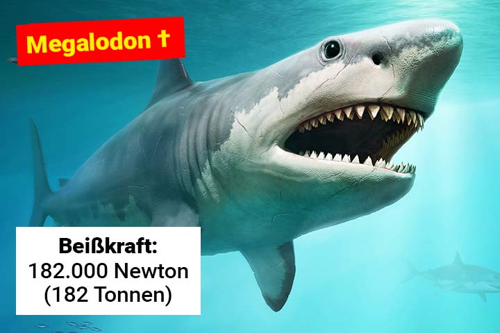 Megalodon