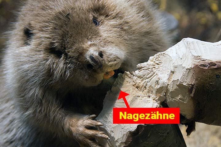 Nagezähne funktionieren wie Meißel