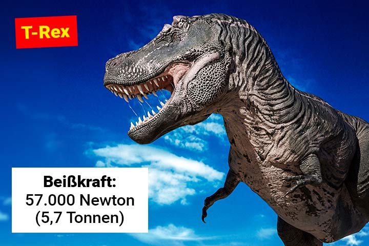 Tyrannosaurus Rex