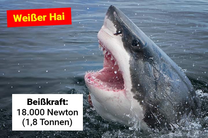 Weißer Hai