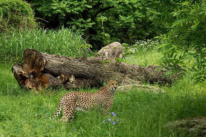 Zoo Köln