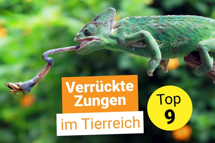 Chamäleon