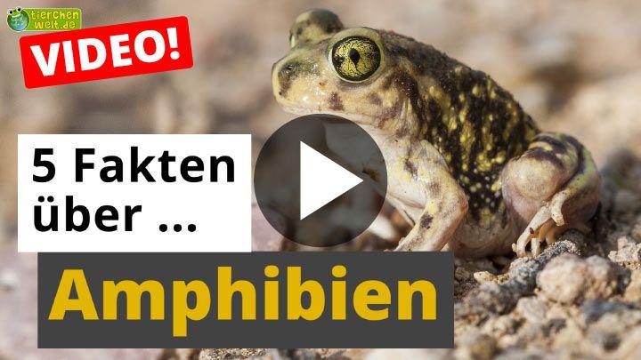 Video 5 Fakten über Amphibien