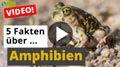 Video: 5 coole Tier-Fakten über Amphibie