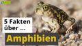 Video: 5 Fakten über Amphibien