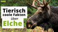 Video: 17 spannende Fakten über Elche