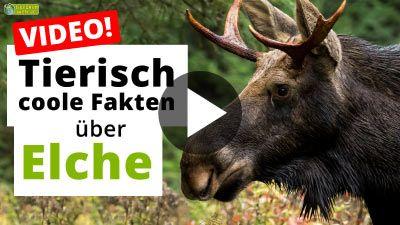 17 coole Fakten über Elche