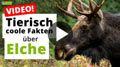 Video: 17 spannende Fakten über Elche