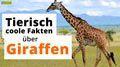 Video: 19 coole Fakten über Giraffen