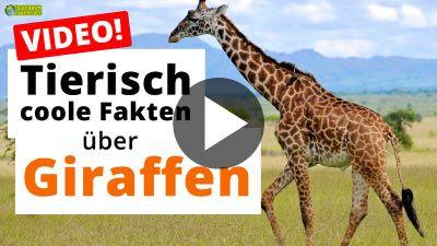 Alles über Giraffen