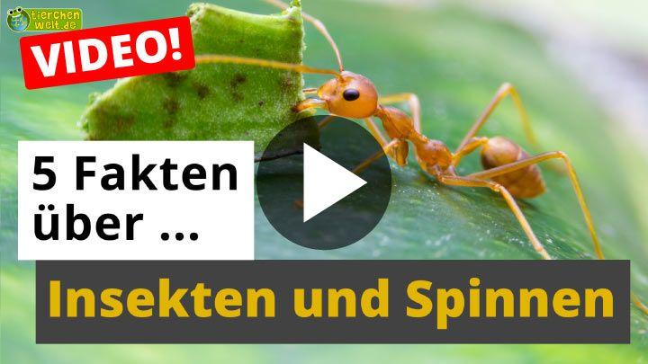 Video 5 Fakten über Insekten und Spinnentiere