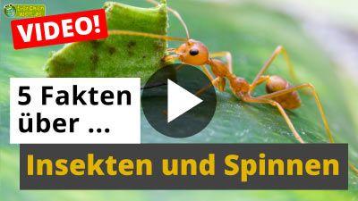 Alles über Insekten und Spinnen