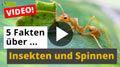 Video: 5 Fakten über Insekten und Spinnen