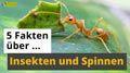 Video: 5 Fakten über Insekten und Spinnentiere