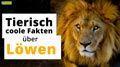 Video: 15 interessante Fakten über Löwen
