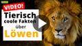 Video: 15 tierisch coole Fakten über Löwen