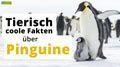 Video: 17 tierische Fakten über Pinguine