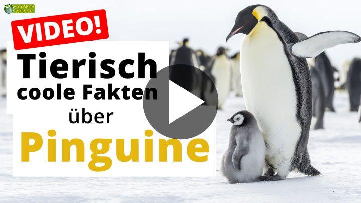 Video Pinguine