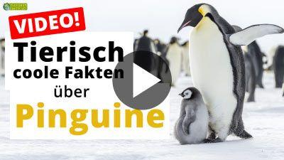 Video: 17 tierische Fakten über Pinguine