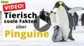 Video: 17 tierisch Fakten über Pinguine