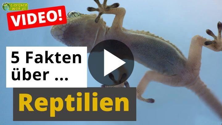 Video 5 Fakten über Reptilien