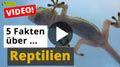 Video: 5 Fakten über Reptilien