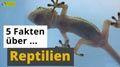 Video: 5 Fakten über Reptilien