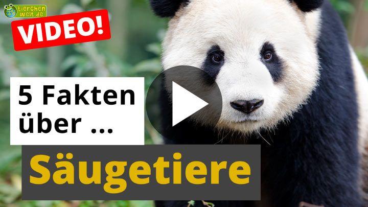 Mit tieren videos Video: Verantwortungsvoller