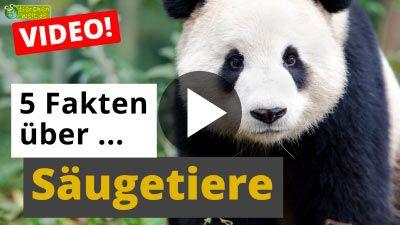Alles über Säugetiere