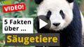 Video: 5 coole Tier-Fakten über Säugetiere