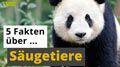 Video: 5 Fakten über Säugetiere