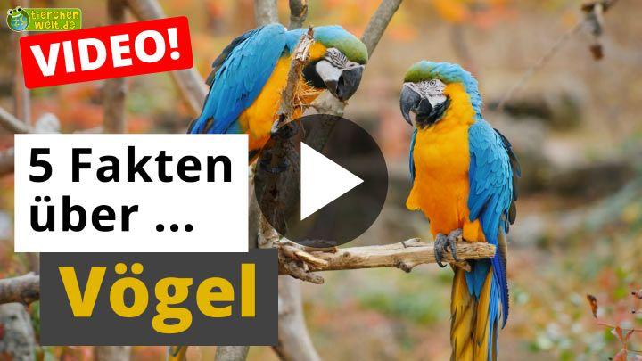 Video 5 Fakten über Vögel