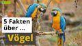Video: 5 Fakten über Vögel