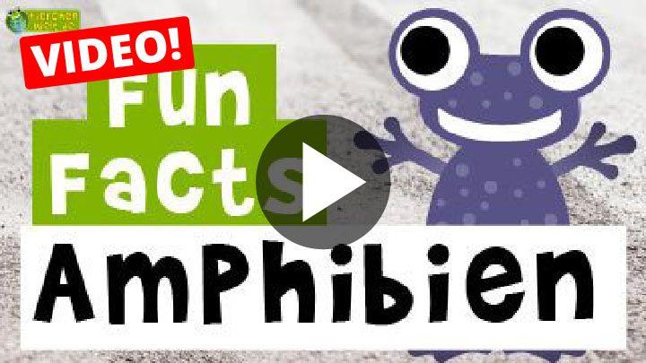 Video Fun Facts über Amphibien