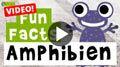 Video: 11 Fun-Facts über Amphibien