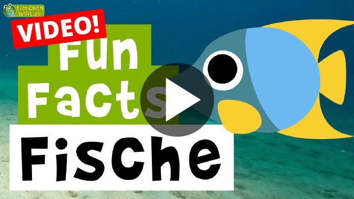 Video Fun Facts über Fische