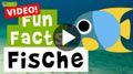 Video: 11 Fun-Facts über Fische