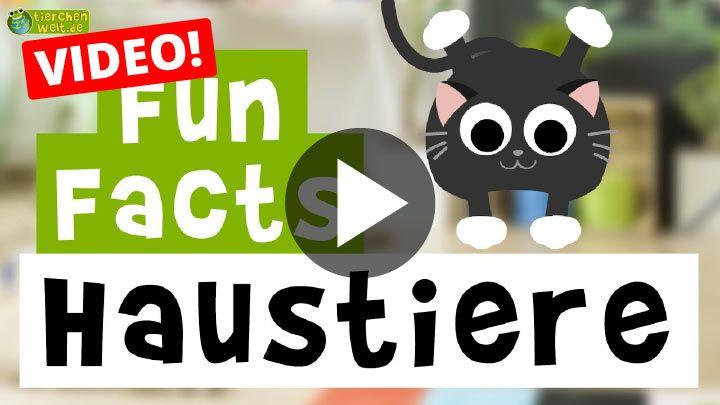 Video Fun Facts über Haustiere