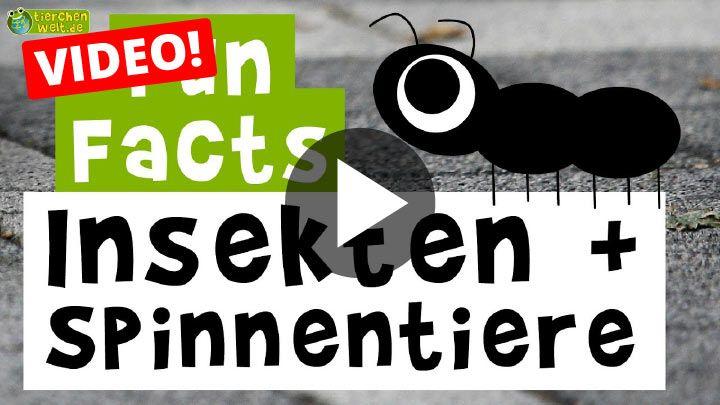 Video Fun Facts über Insekten und Spinnen