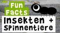 Video: 11 Fun Facts über Insekten und Spinnen