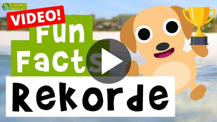 Video Fun Facts Lustige Tier-Rekorde