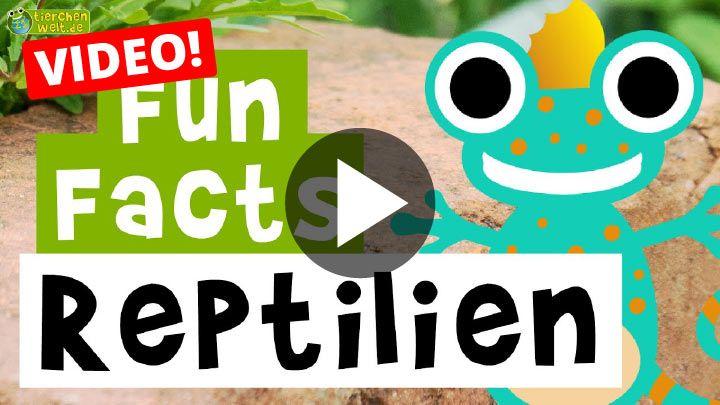 Video Fun Facts über Reptilien