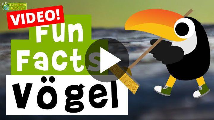 Video Fun Facts über Vögel