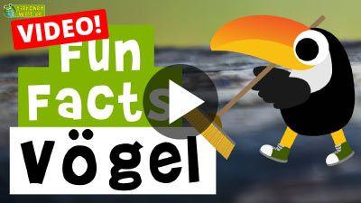 Fun Facts über Vögel