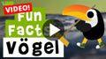 Video: 11 Fun Facts über Vögel